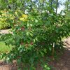 Calycanthus Simply Scentsational - Image 2